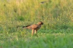 21: 1_DSC_7267_lores