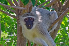 52: 1_DSC02161_lores