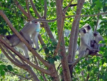 55: 1_DSC02170_lores