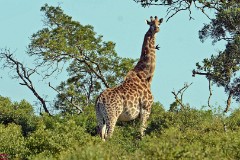 12: 1_DSC_7310_lores