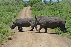 21: 1_DSC_7372_lores