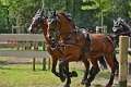 39: 1DSC_3532_w